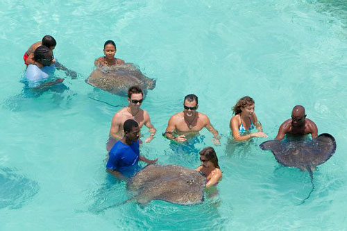 Stingray City Antigua